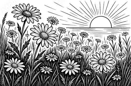 Black and White Illustration of Daisy Flowers and Grass with Sunrise in Background