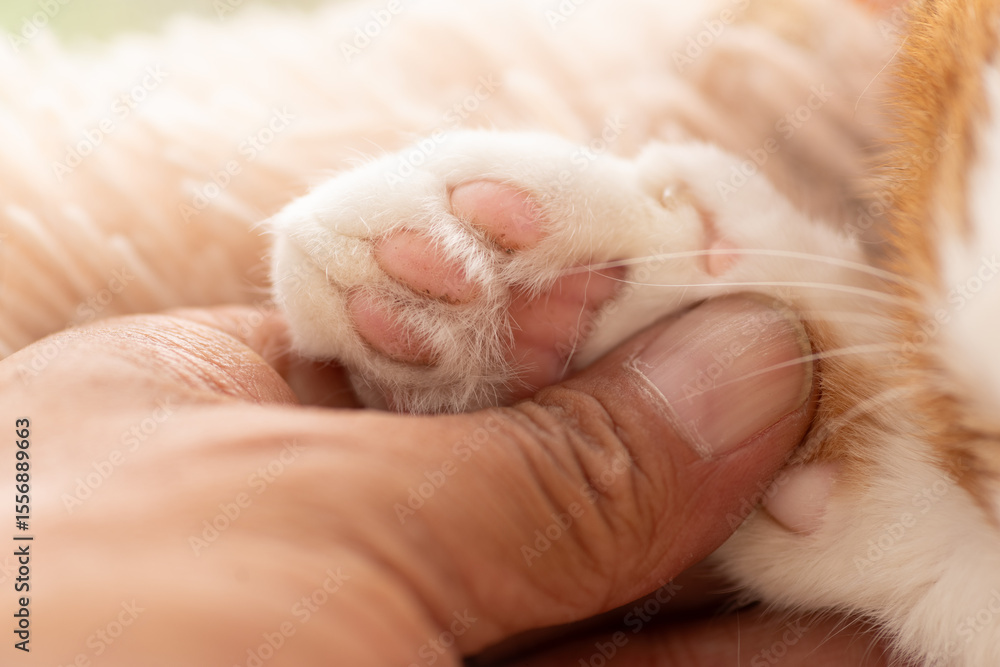 可愛い猫の手を触る人 可愛い猫の手を触る人