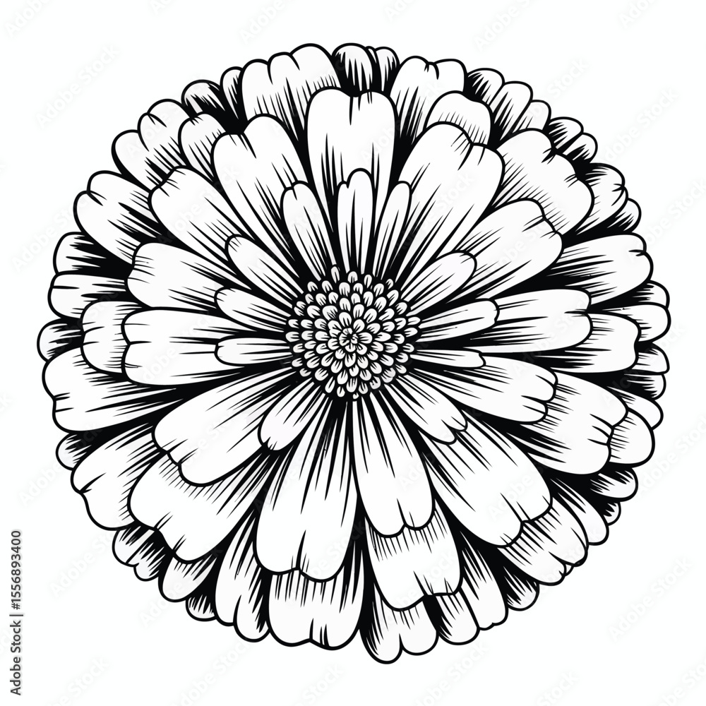 Fototapeta premium Black and white floral illustration of a zinnia flower with detailed petals and center