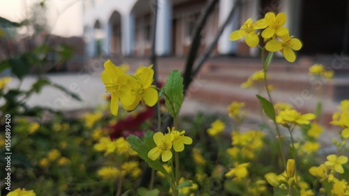 Close-Up of Yellow Flowers with a Building in the Background.