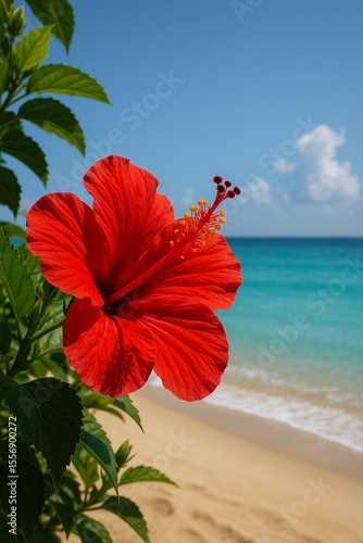 red hibiscus flower