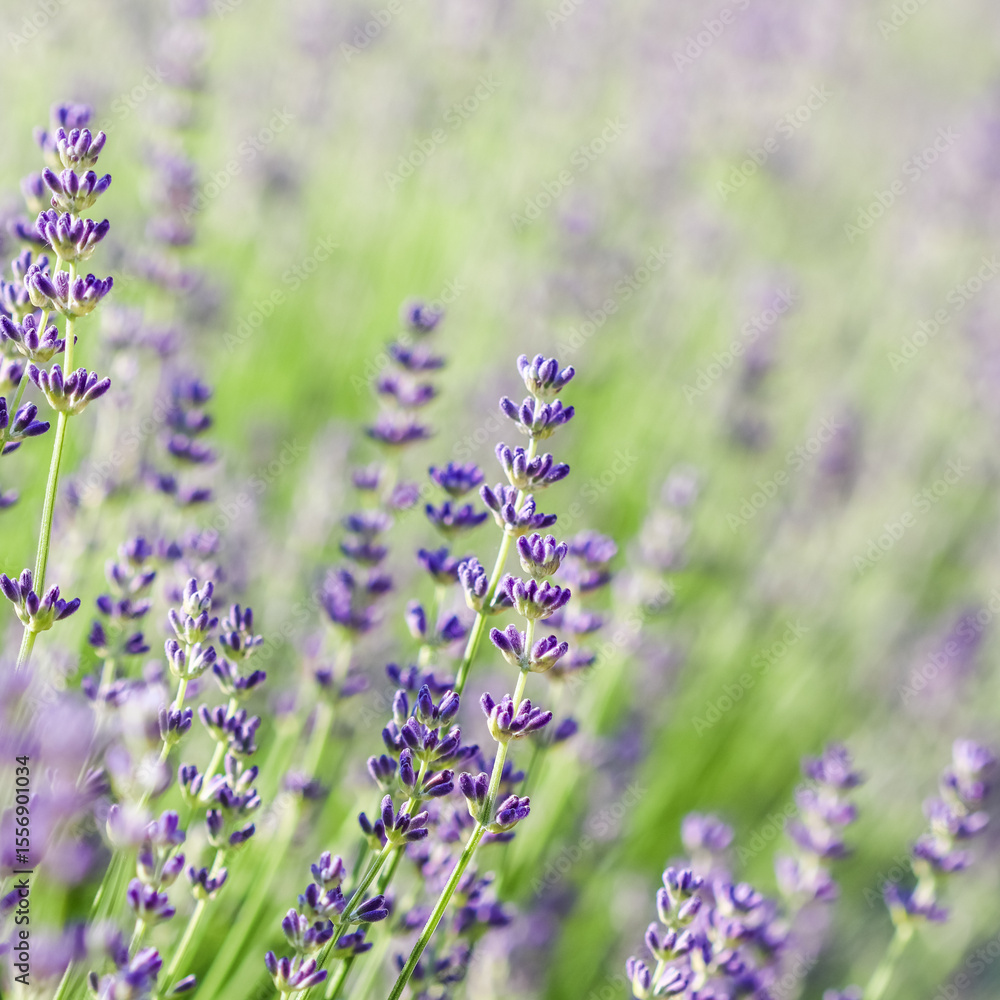 Naklejka premium Lavender flowers blooming in the garden with blurred background.