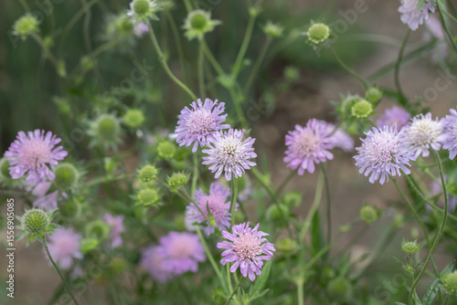 Light-purple field scabious (Knautia arvensis) blossoms.