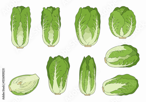 Collection of Hand-Drawn Chinese Cabbage Illustrations: Whole and Halved Napa Cabbage Views