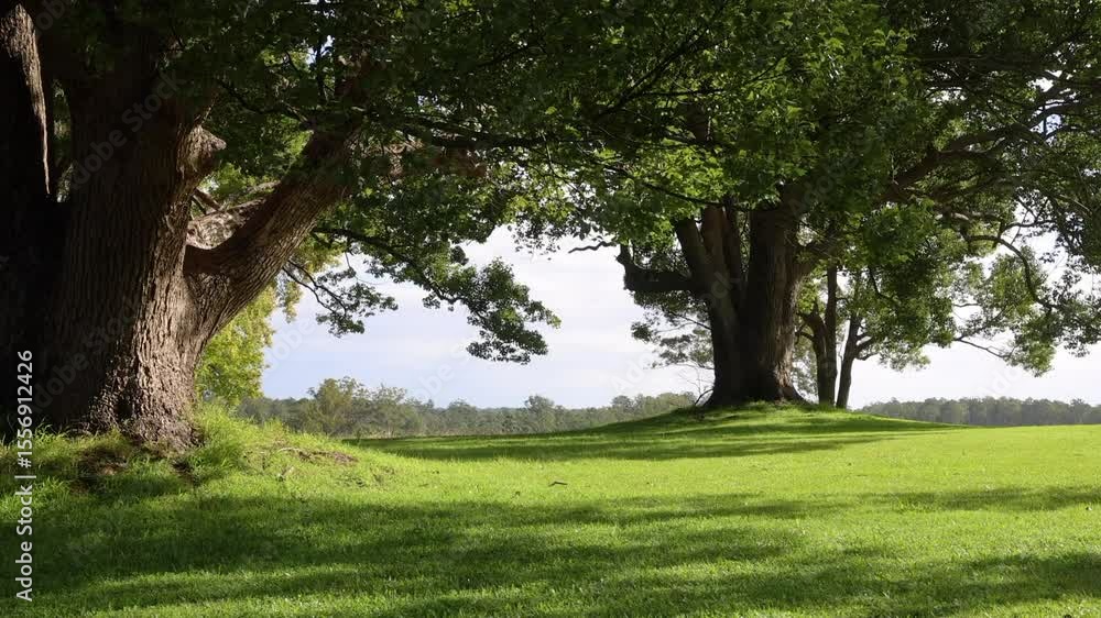 Sunlight touches the leaves of oak trees, shadows on a green meadow Sunlight touches the leaves of oak trees, shadows on a green meadow