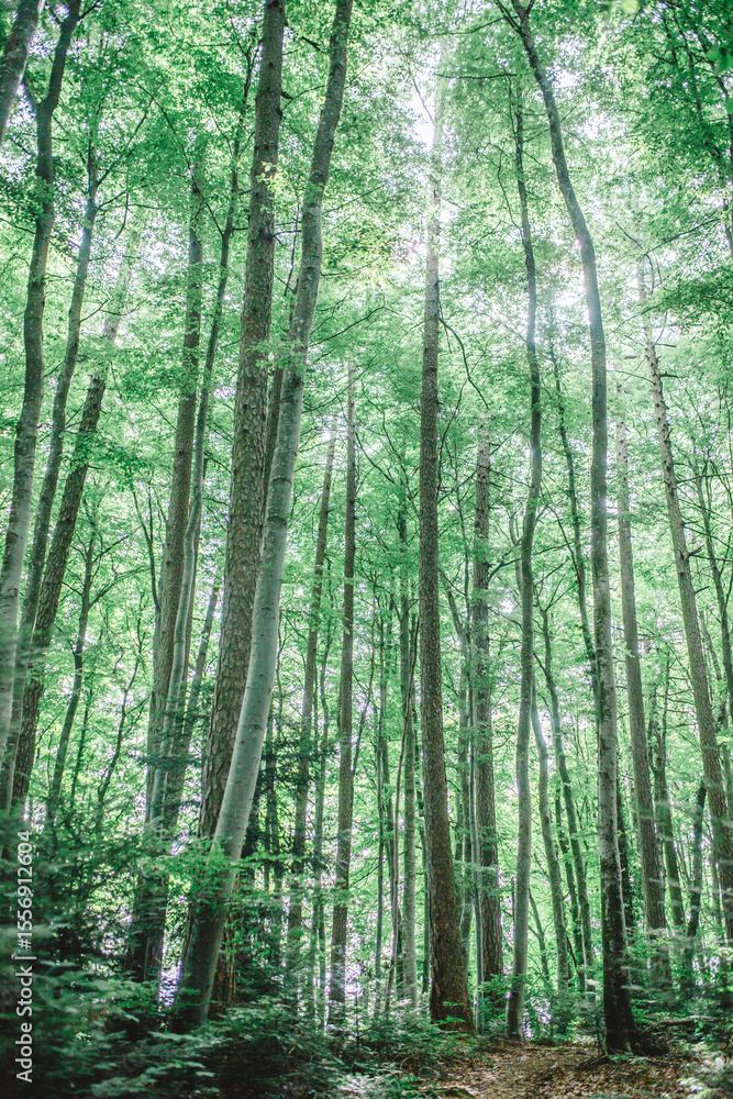Fototapeta premium trees in the forest on a summer morning