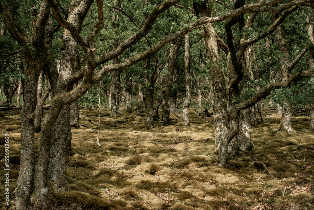 Fototapeta premium Moss-covered forest floor and tree trunks in spring.