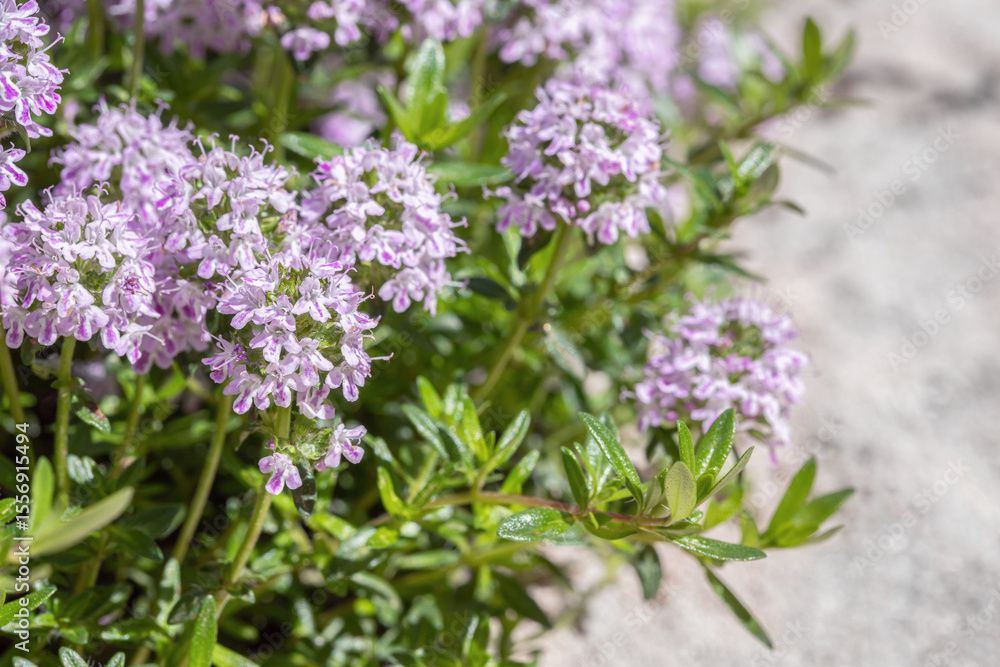 Closeup of blooming mountain savory (Satureja montana). Copyspace. Closeup of blooming mountain savory (Satureja montana). Copyspace.