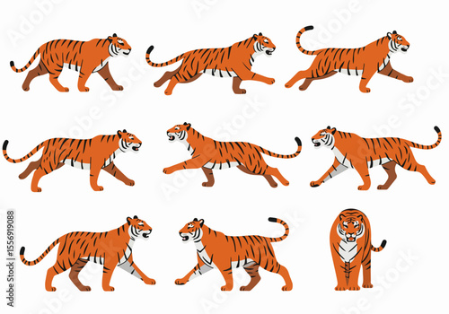 Set of flat vector cartoon tigers in various poses: walking, running, and standing illustrations