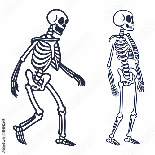 Two human skeletons walking side by side anatomy bones
