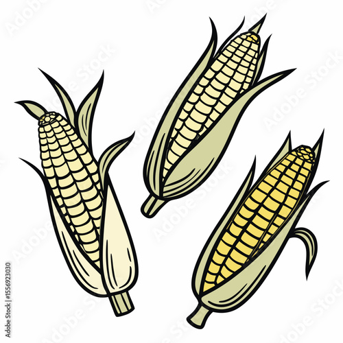 Three yellow corn cobs with green husks maize food