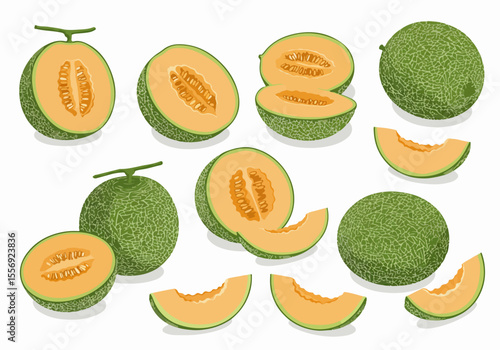 Set of Fresh Cantaloupe Melons: Whole, Halved, and Slices Illustration on White Background