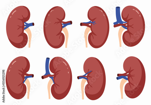 Human Kidney Anatomy Illustration Set Showing Renal Artery, Vein, and Ureter, Representing Medical Health and Urinary System Function