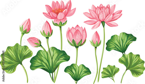 Wallpaper Mural Beautiful pink lotus flowers and green leaves isolated on transparent background silhouette Torontodigital.ca
