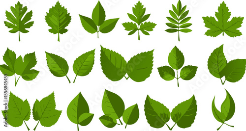 Green foliage displays several plant leaves, showing nature's greenery in an assortment of shapes, adding vitality and beauty to designs