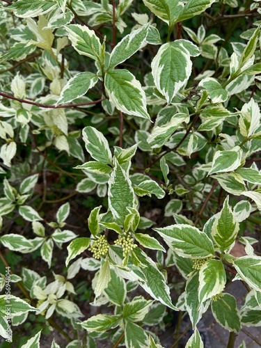 Wallpaper Mural Zielono białe liście, polska wieś Torontodigital.ca