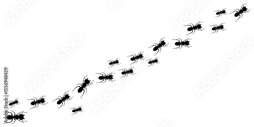 Ant Trail Insect Line Marching Black Silhouettes on White Background
