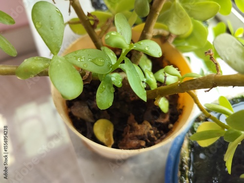 Green decorated indoor plant close-up in a pot and water drops on it.