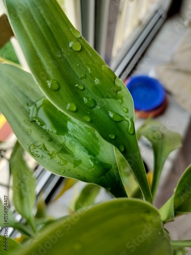 Close-up of fresh water drops on the green leaves of an indoor decoration plant inside room.