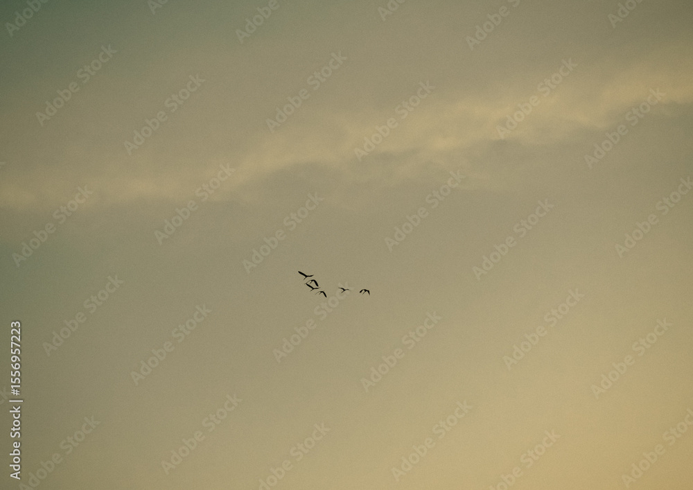 Obraz premium 夕焼け空に飛ぶ鳥の群れ