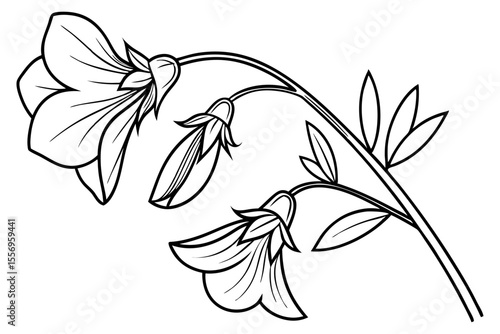 Sweet Pea Flower in Full Bloom on White Background
