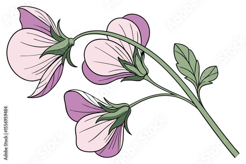 Soft Pink Sweet Pea Flower Art on Clean Background
