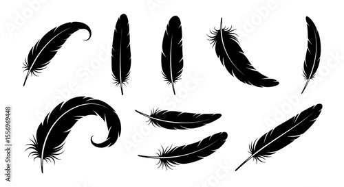 the collection of feathers