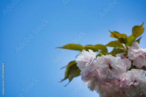 Plakat w ramie 青空と薄いピンクの八重桜