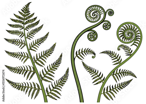 Botanical study of fern fronds and fiddleheads, green plant nature drawing vector illustration