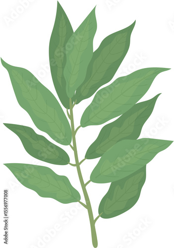 green leaf isolated on white background