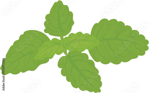 fresh mint leaves