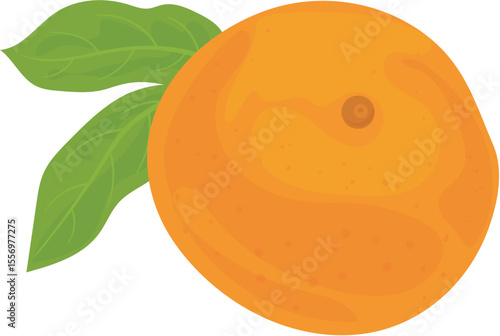orange fruit vector illustration