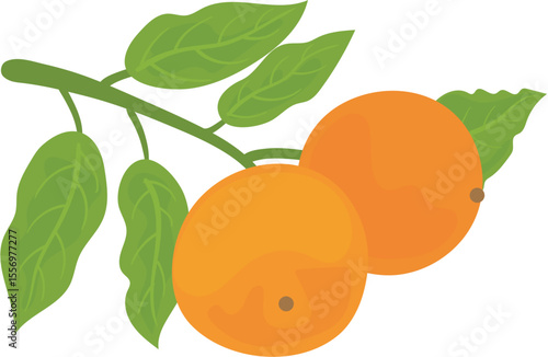 vector illustration of orange fruit