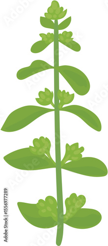 green leaf isolated on white background