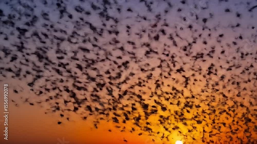Sunset sky with a multitude of small dark shapes
