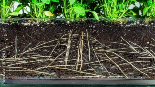 Root System and Growing Plants in Soil Cross-Section, Macro View