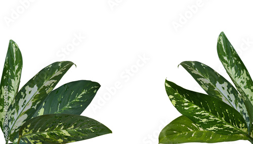 Dieffenbachia Puerto Rico Variegated, Dumb cane has beautiful pattern of green and white colors big leaves with water drops, Isolated on white background, PNG, transparent. Frame, border. Thailand.