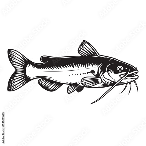 Detailed black and white illustration of a catfish depicting its fins and whiskers
