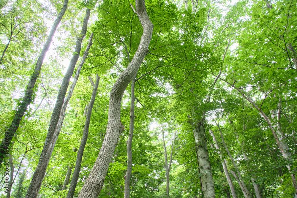 Fototapeta premium 初夏の森の風景 / Early Summer Forest Landscape