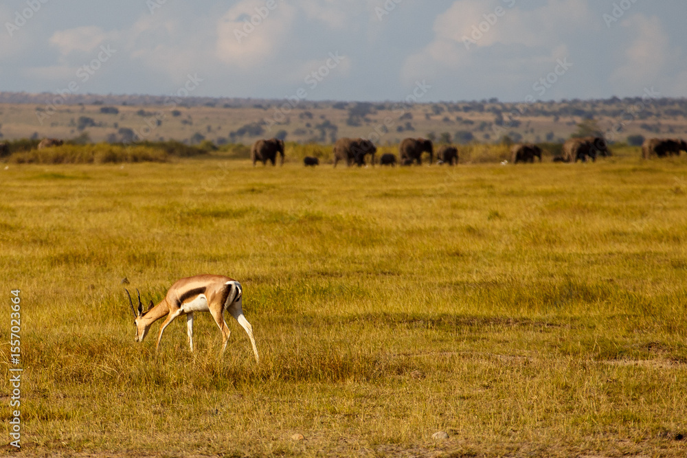Naklejka premium Gacela y Manada de Elefantes en la Sabana de Kenia