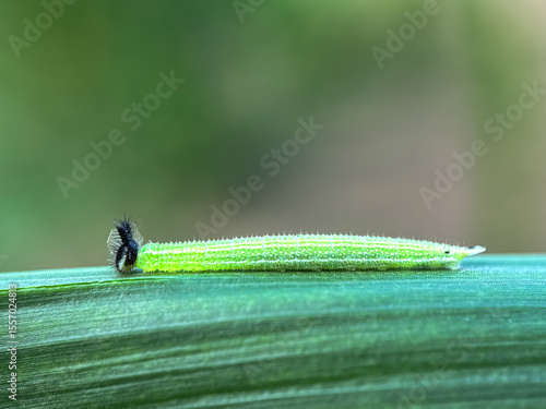 Close up of caterpillar (Melanitis leda), Common evening brown larvae