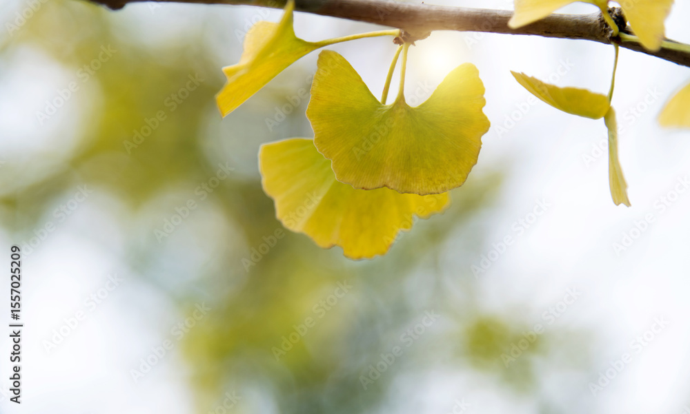 Obraz premium Background of yellow ginkgo tree leaves