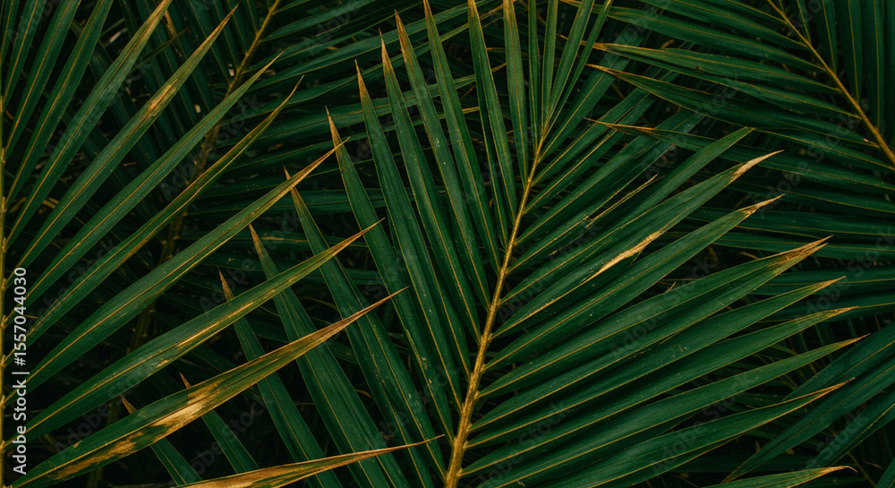 Obraz premium Lush Green Palm Fronds Tropical Plant Texture Background