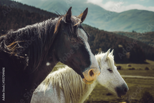 Принти на полотні cheval de trait
