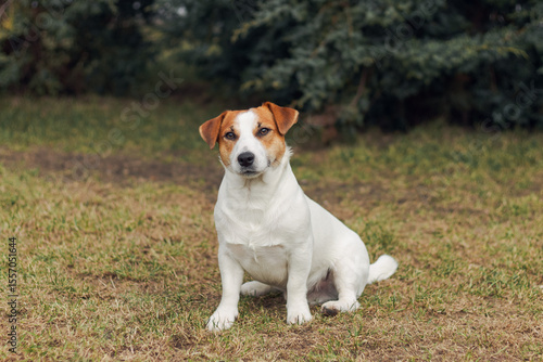 Alert jack russell terrier sitting on grass in a garden natural setting