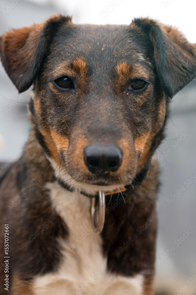 Fototapeta premium Homeless dog in the shelter. Dog waiting for adoption in animal shelter.