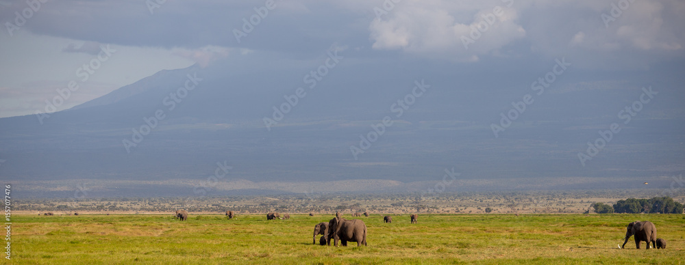 Obraz premium Manada de Elefantes en la Vasta Sabana de Kenia al Atardecer