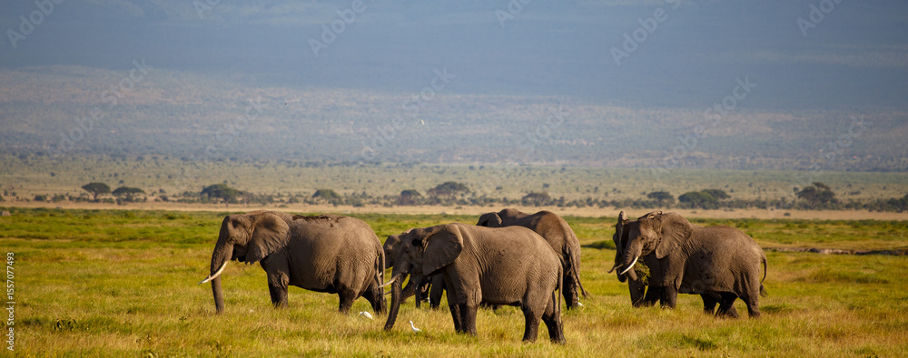 Fototapeta premium Manada de Elefantes en la Vasta Sabana de Kenia al Atardecer