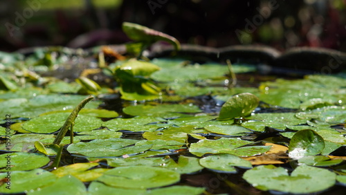 Fotografie Fresh green water lily leaves on a peaceful pond surface, glistening under natural sunlight