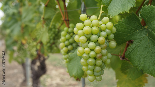 Wallpaper Mural Ripe Green Grapes Hanging on the Vine in a Vineyard Torontodigital.ca
